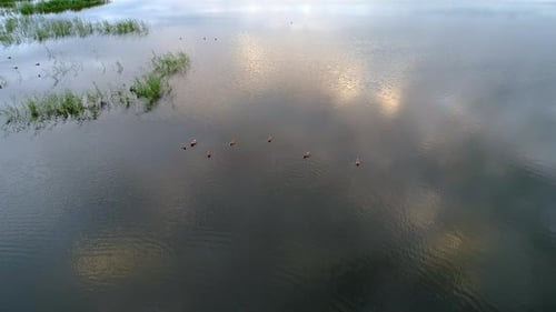 Enten
