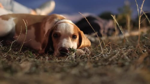 Adorable Dog Relaxing Outdoors at Night