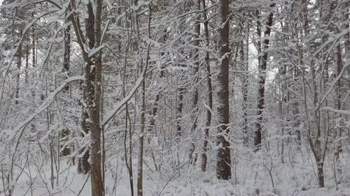 Beautiful Winter Forest