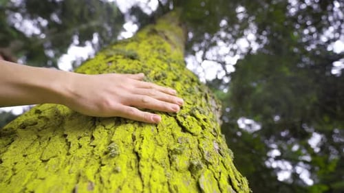 To love nature, to touch the tree.