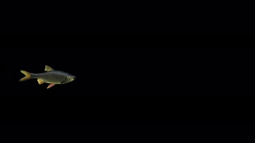 4K Schwarzer Rotaugenfisch