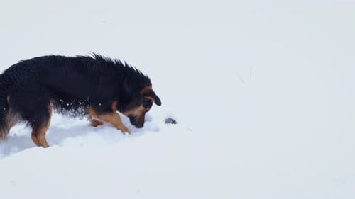 December Park with a Dog
