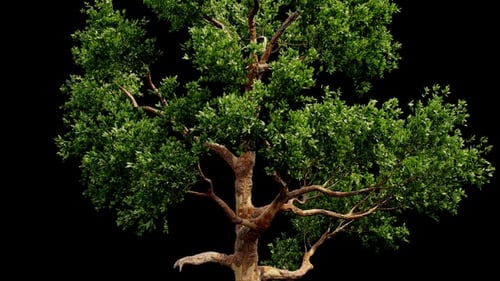 Animated Realistic Trees Alpha Channel Pack for Compositing