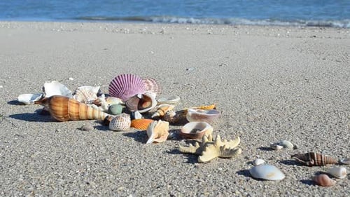 Cockleshells 63