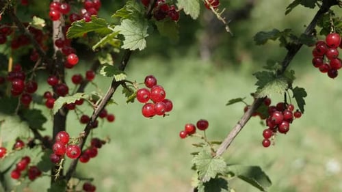 Fruit sain, plante Ribes rubrum naturelle peu profonde, DOF 4K 2160p, 30 images par seconde, vidéo UltraHD - Petit curra rouge