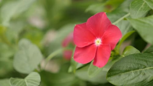 Nahaufnahme der schönen Impatiens Blume 4K 2160p 30fps UltraHD-Aufnahmen - Rote Touch-Me-Not-Pflanzen-Deta