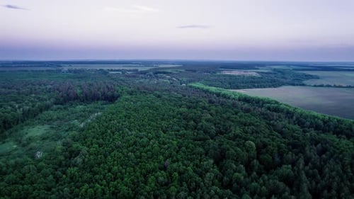 Flying Over Green Trees Forest