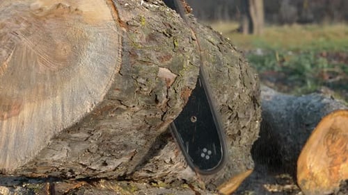 Cutting Wood with a Chain Saw