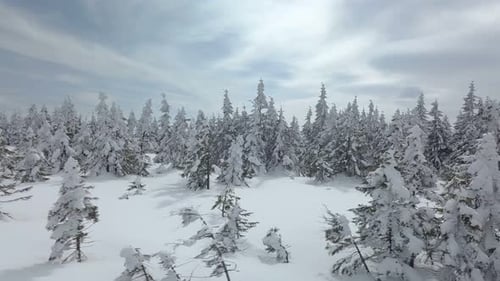 Fly over Snowy Forest in Sunny Winter
