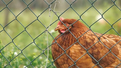 Chicken