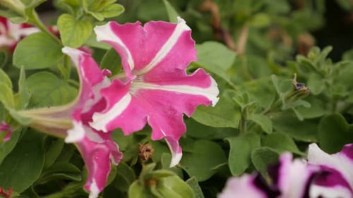 Shallow DOF Petunia flower in the pot 4K 2160p 30fps UltraHD footage - Close-up of bicolor hybrid