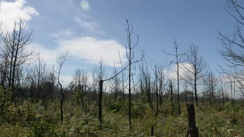 Dead Tree
