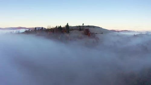 La niebla gris cubrió el bosque de pinos