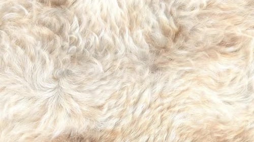 White Curly Fur Background HD