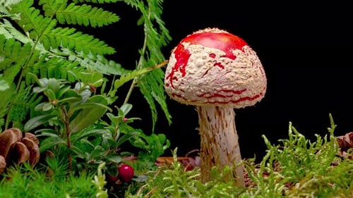 Red Fly Agaric Mushroom Surrounded by Green Moss