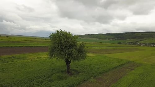 Aerial view of a lonely tree on green field in summer.