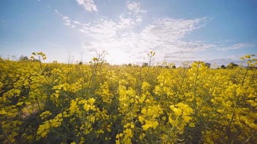 Rapeseed Flowers at Sunset