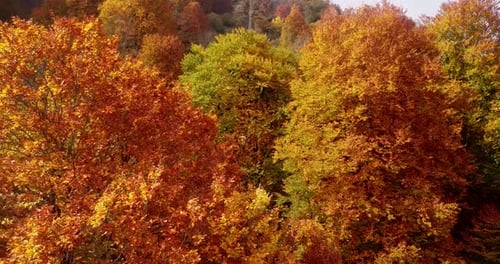 Aerial Move Up Colorful Forest Autumn with Yellow Leave Maple Oak Iron Wood Tree in Sunset Time In A
