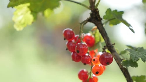 Red Currant Berries on Branch in Summer
