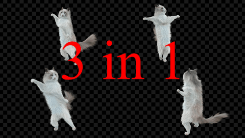 Katzentanz 3er Pack