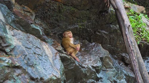 Le singe sur le rocher boit de l'eau. Les animaux dans la nature. L'habitat naturel des singes