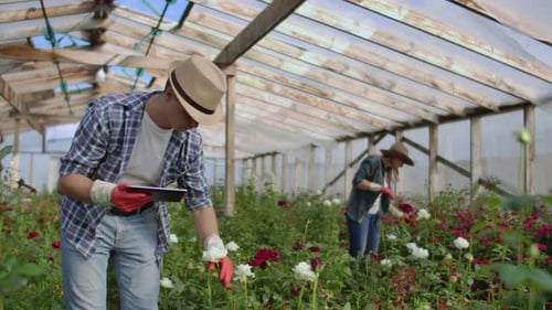 Man and Woman Working Roses in Greenhouse with Tablet