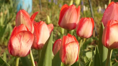 Red and White Tulips with Water Droplets