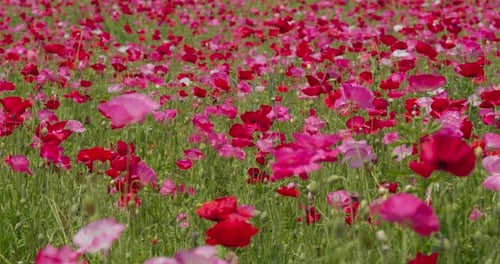 Pink poppy flower field garden