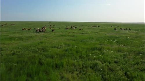 Chevaux sauvages qui courent des Mustangs sauvages sur la belle herbe verte