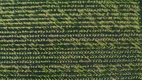 Red Apples Orchard Top View