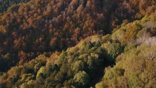 Zumbido suave disparado sobre un bosque en otoño 4K Pro Res