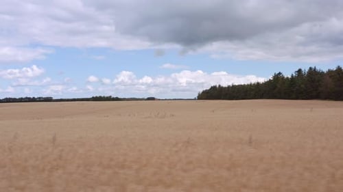 Drone Flight Over Wheat Field And Farmland
