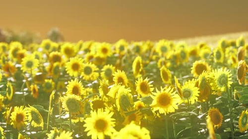 Sunflower Field at the Dramatic Sunset