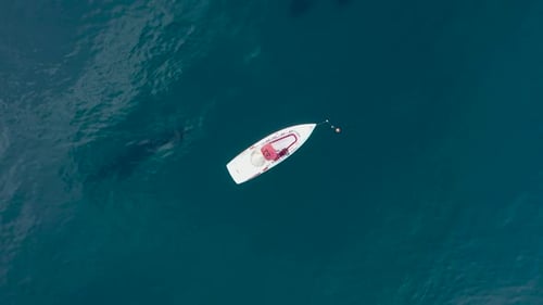 I Follow the Boat in the Open Sea