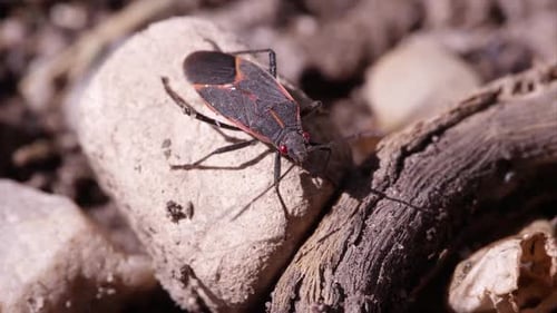 Box Elder Bug kriecht aus dem Rahmen.
