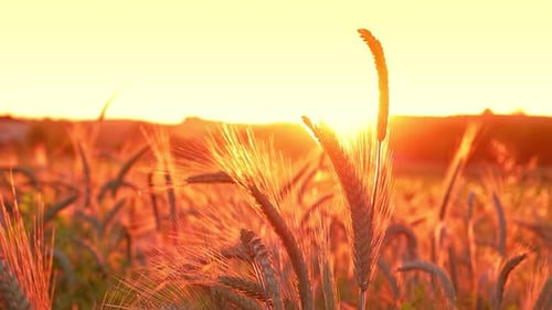 Wheat (4K)