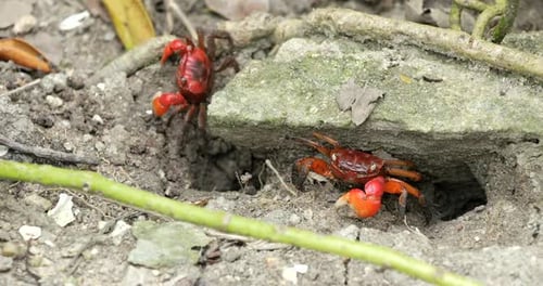 Nahaufnahme Fiddlerkrabbe