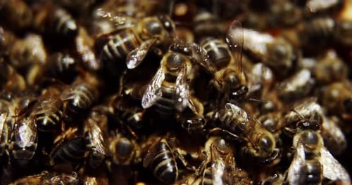 Close-up of honey bee frames covered with bees
