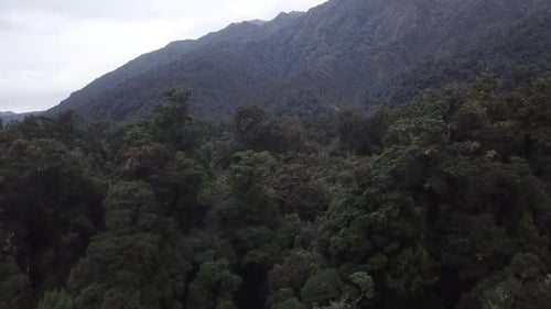 Rainforest aerial view