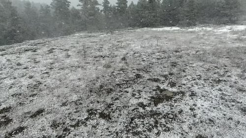 First Snowfall Begins to Cover the Forest Floor
