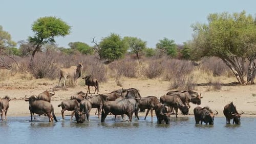 Wildebeest Herd Drinks at a Watering Hole