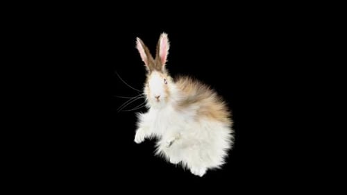 Animated Fluffy White Rabbit Dancing and Waving