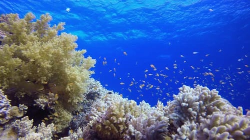 Underwater Sea Fish Tropical Reef