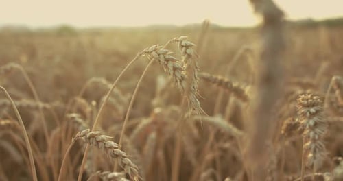View of a Ripe Spikelet of Wheat Swaying Soft in the Middle of a Field at Sunset