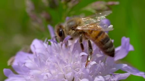 Abelha selvagem trabalhando e polinizando pólen em flor, macro