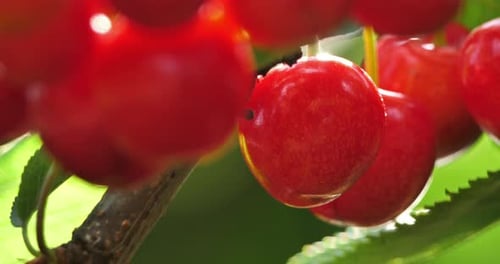 Cherries growing on the tree.