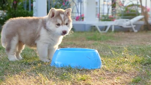 Lindo cachorro de husky siberiano bebiendo agua de un cuenco