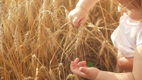 Hands of a Child a Field of Wheat Barley
