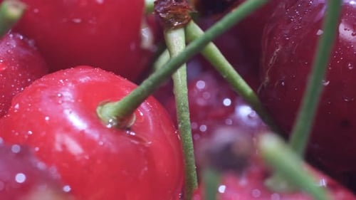 Vibrant Red Cherries Glistening with Water Droplets