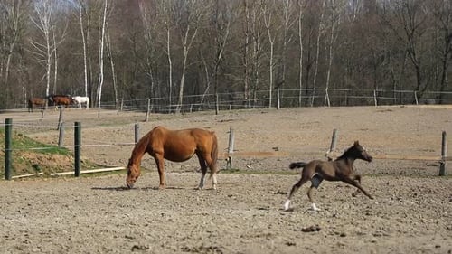 The foal is running around his lying mother in the meadow, spring time